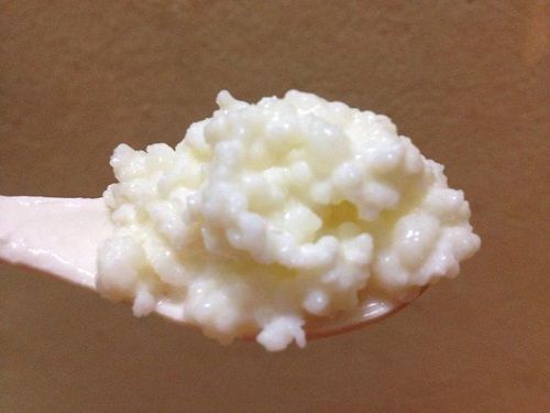 Cách làm nấm sữa kefir đơn giản, tốt cho sức khỏe mọi nhà